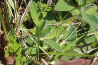 Pilosella officinarum