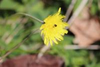 Pilosella officinarum
