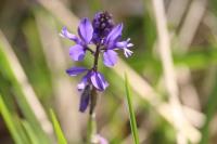 Polygala vulgaris