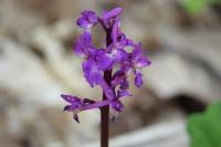 Orchis mascula