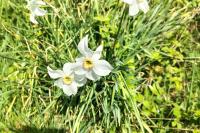 Narcissus poeticus
