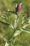 Melampyrum arvense