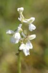Anacamptis morio