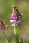 Anacamptis pyramidalis