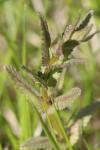 Rhinanthus minor