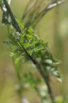 Sisymbrium officinale