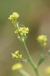 Sisymbrium officinale