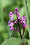 Orchis mascula