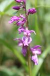 Orchis mascula