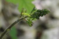 Neottia ovata