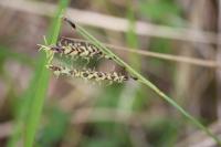Carex flacca