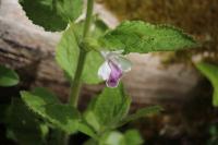 Melittis melissophyllum