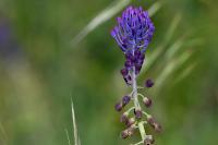 Muscari comosum