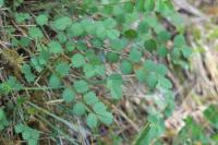 Poterium sanguisorba