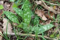 Pulmonaria longifolia