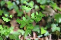 Euphorbia dulcis