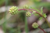 Poterium sanguisorba