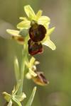 Ophrys aranifera
