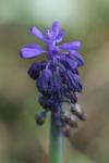 Muscari neglectum