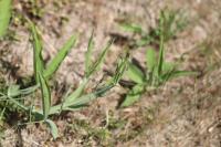 Lathyrus latifolius