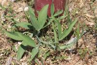 Lathyrus latifolius