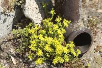 Sedum acre