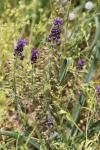 Muscari comosum