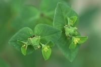 Euphorbia dulcis