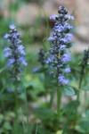 Ajuga reptans