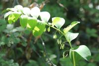 Polygonatum multiflorum