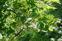 Prunus padus