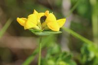 Lotus corniculatus