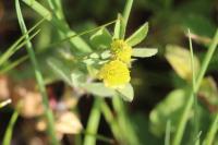 Trifolium campestre