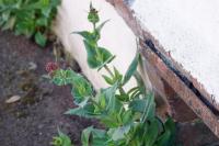 Centranthus ruber