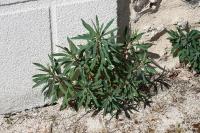 Euphorbia characias