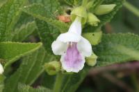 Melittis melissophyllum