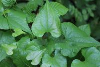 Dioscorea communis