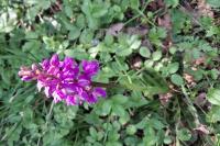 Orchis mascula