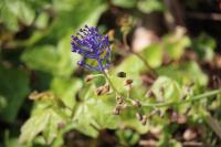 Muscari comosum