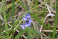 Veronica teucrium