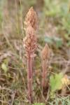 Orobanche amethystea