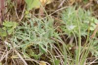 Orobanche amethystea