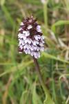 Orchis purpurea