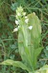 Platanthera chlorantha