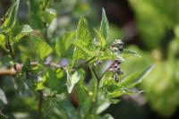 Solanum dulcamara