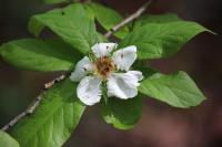 Crataegus germanica