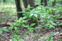 Crataegus germanica