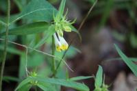 Melampyrum pratense