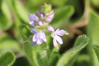 Veronica officinalis