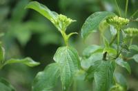 Cornus sanguinea